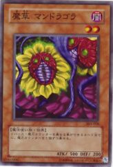 This is an image for the product Magical Plant Mandragola that has a rarity of Common in the Champion of Black Magic with a card code of 303-018 that is available on the TEKKX Product website.