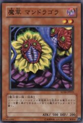 This is an image for the product Magical Plant Mandragola that has a rarity of Common in the Structure Deck: Lord of the Magician with a card code of SD16-JP015 that is available on the TEKKX Product website.